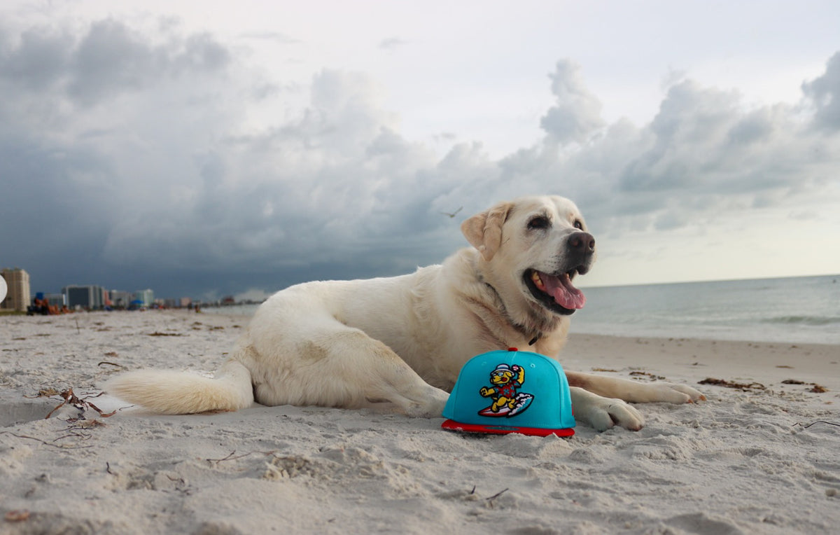 Clearwater Beach Dogs 2.jpg