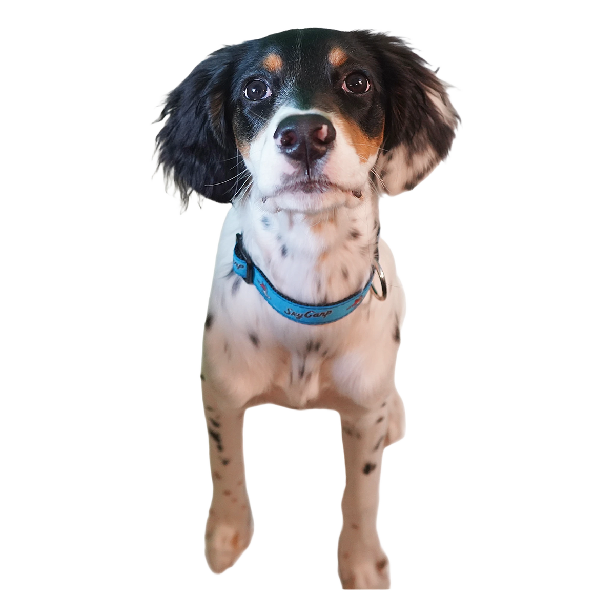 background removed