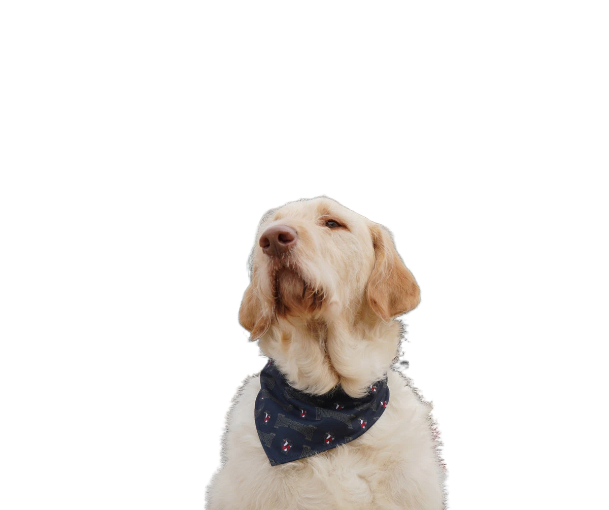 background removed