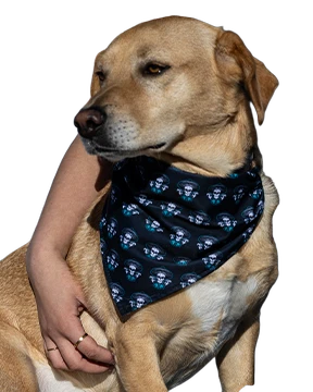background removed