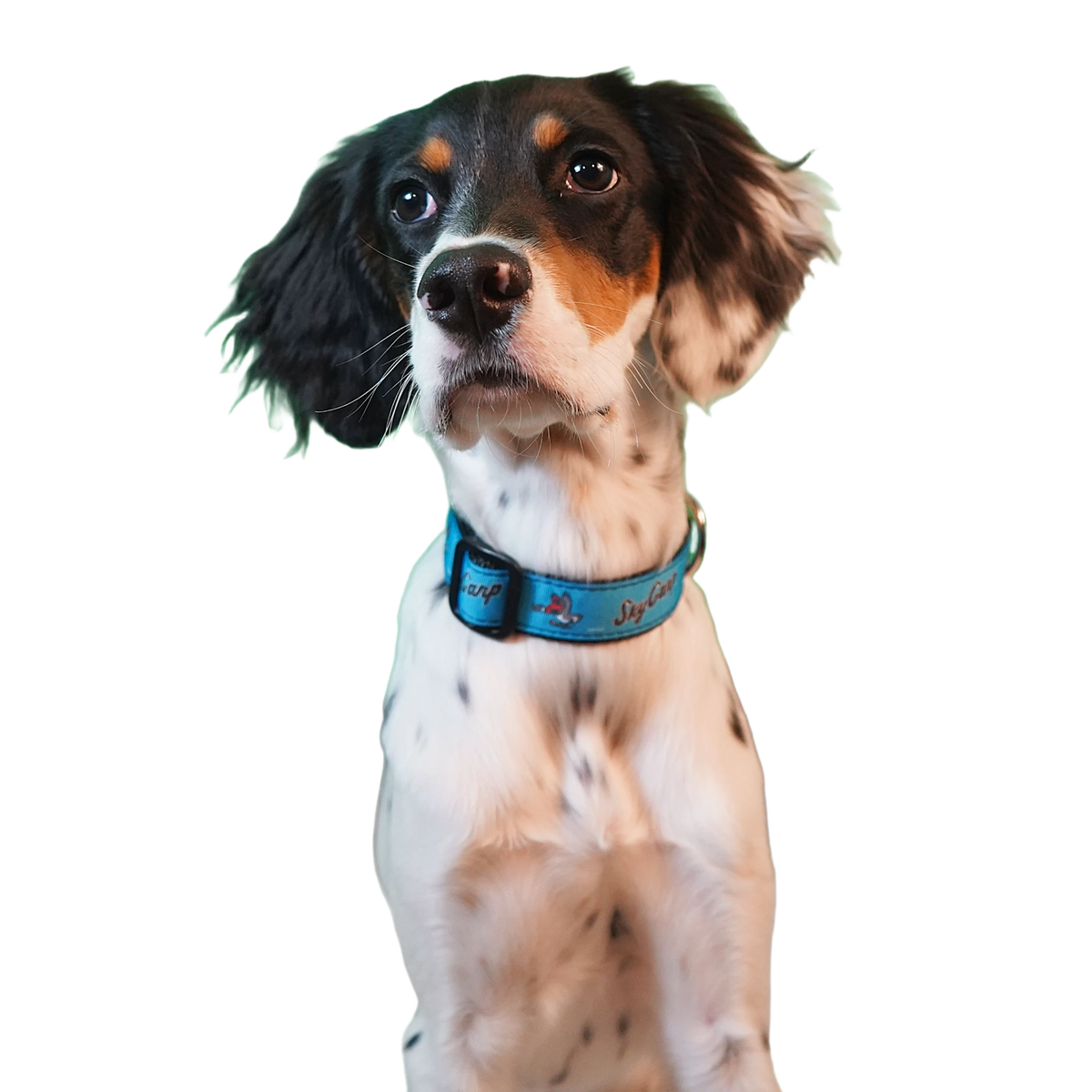 background removed